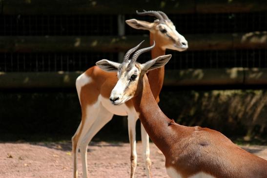 Mhorr-Gazelle Zoo Frankfurt am Main 2014