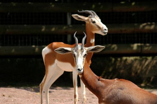 Mhorr-Gazelle Zoo Frankfurt am Main 2014