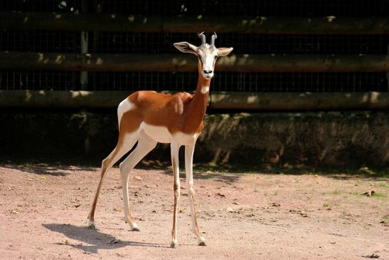 Mhorr-Gazelle Zoo Frankfurt am Main 2014