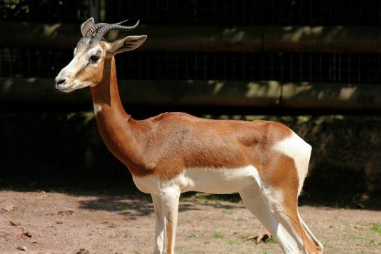 Mhorr-Gazelle Zoo Frankfurt am Main 2014