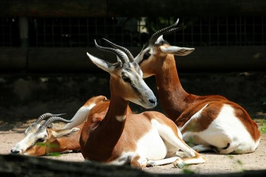 Mhorr-Gazelle Zoo Frankfurt am Main 2014