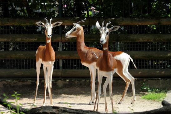 Mhorr-Gazelle Zoo Frankfurt am Main 2014