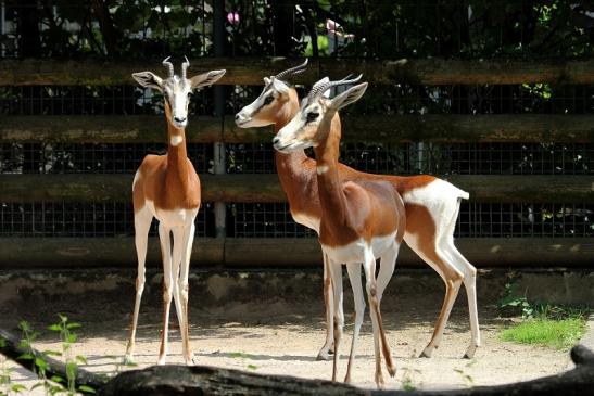 Mhorr-Gazelle Zoo Frankfurt am Main 2014