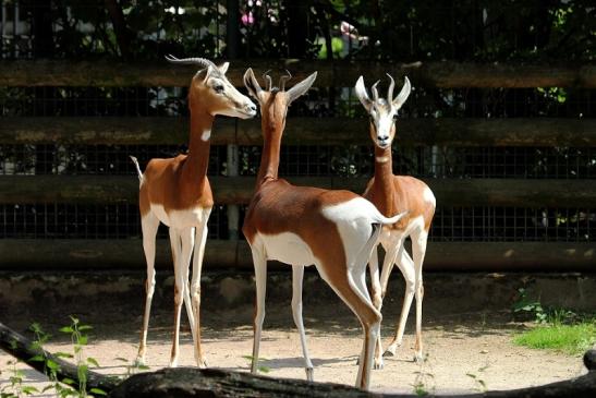 Mhorr-Gazelle Zoo Frankfurt am Main 2014