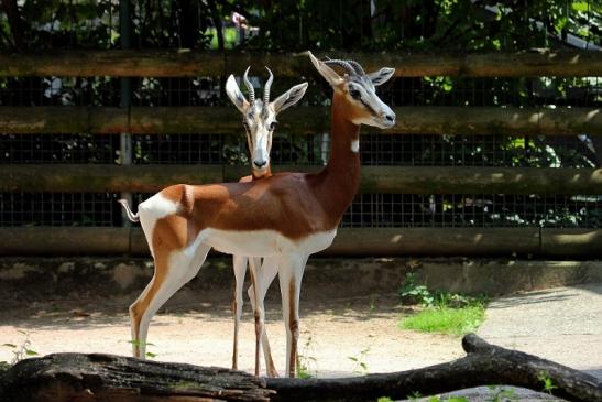 Mhorr-Gazelle Zoo Frankfurt am Main 2014