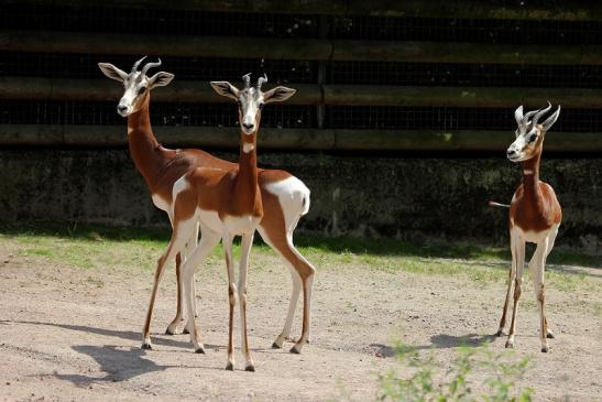 Mhorr-Gazelle Zoo Frankfurt am Main 2014