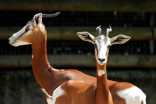 Mhorr-Gazelle Zoo Frankfurt am Main 2014