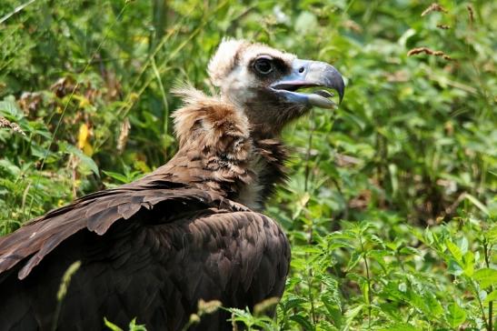 Mönchsgeier Wildpark Bad Mergentheim 2015