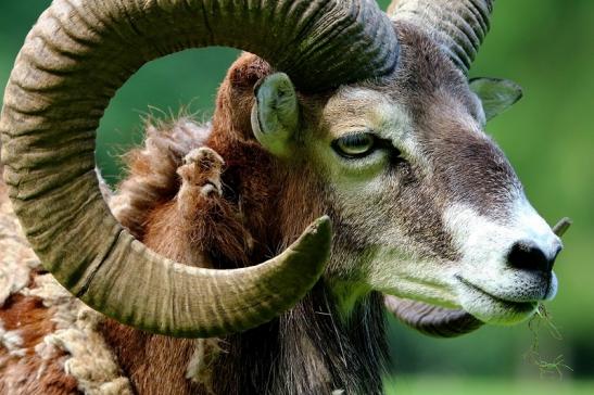 Europäischer Mufflon - Ovis gmelini musimon Bock im Fellwechsesl Wildpark Alte Fasanerie Klein Auheim 2016