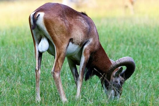 Europäischer Mufflon - Ovis gmelini musimon Bock Wildpark Alte Fasanerie Klein Auheim 2017