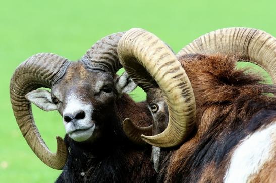 Europäischer Mufflon - Ovis gmelini musimon Bock Wildpark Alte Fasanerie Klein Auheim 2018