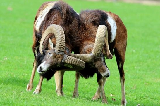 Europäischer Mufflon - Ovis gmelini musimon Bock Wildpark Alte Fasanerie Klein Auheim 2018