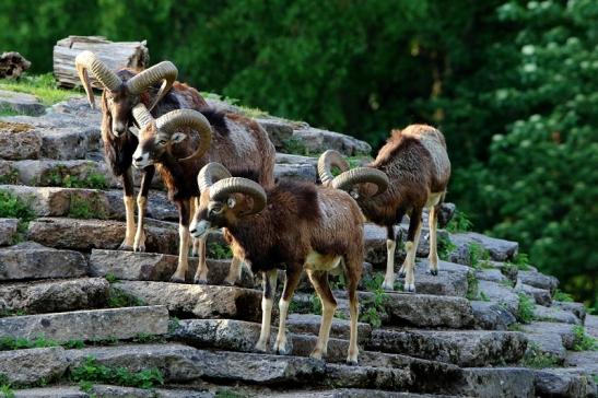 Europäischer Mufflon - Ovis gmelini musimon Böcke Wildpark Alte Fasanerie Klein Auheim 2016