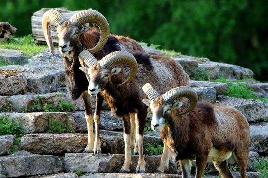 Europäischer Mufflon - Ovis gmelini musimon Böcke Wildpark Alte Fasanerie Klein Auheim 2016