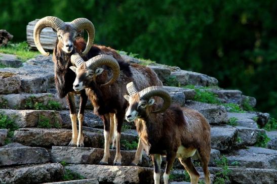 Europäischer Mufflon - Ovis gmelini musimon Böcke Wildpark Alte Fasanerie Klein Auheim 2016