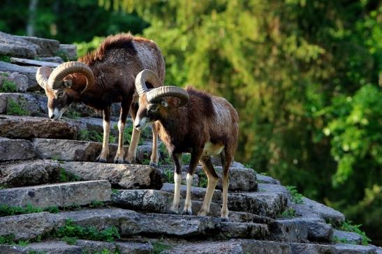 Europäischer Mufflon - Ovis gmelini musimon Böcke Wildpark Alte Fasanerie Klein Auheim 2016