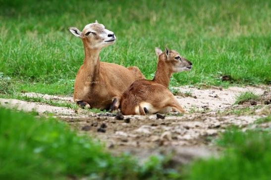 Europäischer Mufflon - Ovis gmelini musimon mit Jungtier Wildpark Alte Fasanerie Klein Auheim 2017