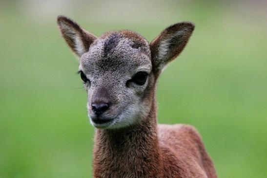 Europäischer Mufflon - Ovis gmelini musimon Nachwuchs Wildpark Alte Fasanerie Klein Auheim 2015