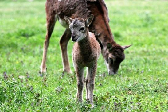 Europäischer Mufflon - Ovis gmelini musimon Nachwuchs Wildpark Alte Fasanerie Klein Auheim 2015