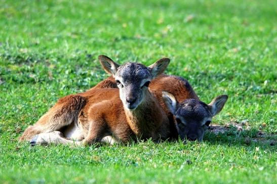 Europäischer Mufflon - Ovis gmelini musimon Nachwuchs Wildpark Alte Fasanerie Klein Auheim 2016