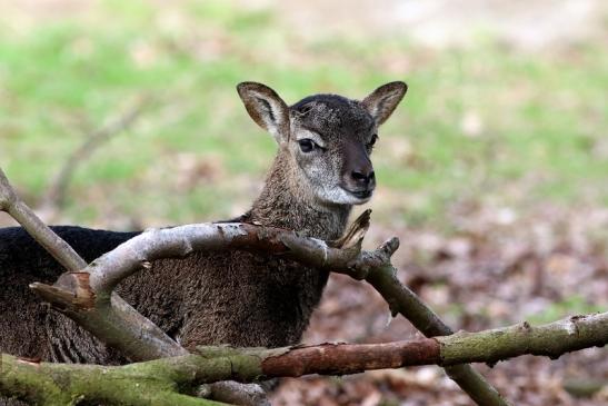 Europäischer Mufflon - Ovis gmelini musimon Nachwuchs Wildpark Alte Fasanerie Klein Auheim 2018