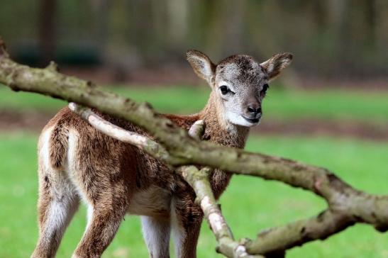 Europäischer Mufflon - Ovis gmelini musimon Nachwuchs Wildpark Alte Fasanerie Klein Auheim 2018