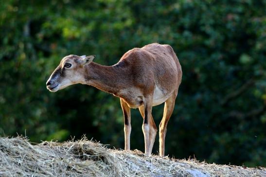 Europäischer Mufflon - Ovis gmelini musimon Weiblich Wildpark Alte Fasanerie Klein Auheim 2016