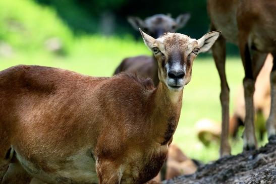 Europäischer Mufflon - Ovis gmelini musimon Wildpark Alte Fasanerie Klein Auheim 2021