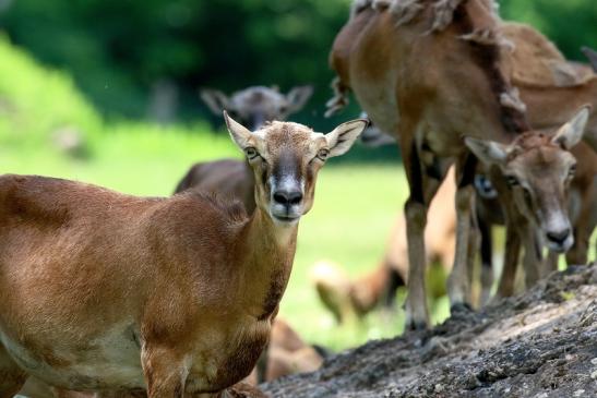 Mufflon weiblich Wildpark Alte Fasanerie Klein Auheim 2021