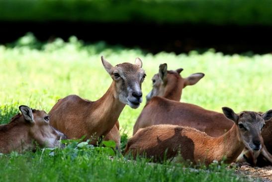 Europäischer Mufflon - Ovis gmelini musimon Wildpark Alte Fasanerie Klein Auheim 2021