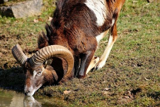 Europäischer Mufflon - Ovis gmelini musimon Wildpark Alte Fasanerie Klein Auheim 2015