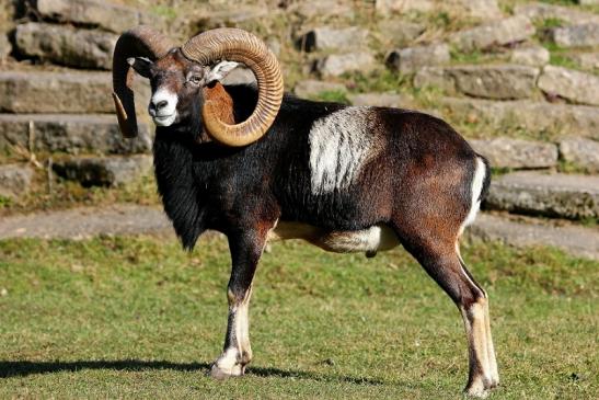 Europäischer Mufflon - Ovis gmelini musimon Wildpark Alte Fasanerie Klein Auheim 2015