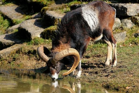 Europäischer Mufflon - Ovis gmelini musimon Wildpark Alte Fasanerie Klein Auheim 2015