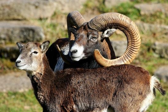 Europäischer Mufflon - Ovis gmelini musimon Wildpark Alte Fasanerie Klein Auheim 2015