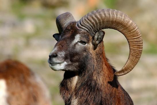 Europäischer Mufflon - Ovis gmelini musimon Wildpark Alte Fasanerie Klein Auheim 2015