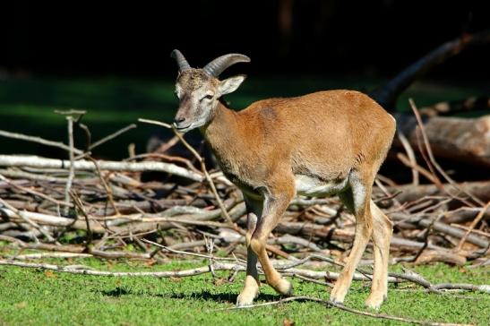 Europäischer Mufflon - Ovis gmelini musimon Wildpark Alte Fasanerie Klein Auheim 2015