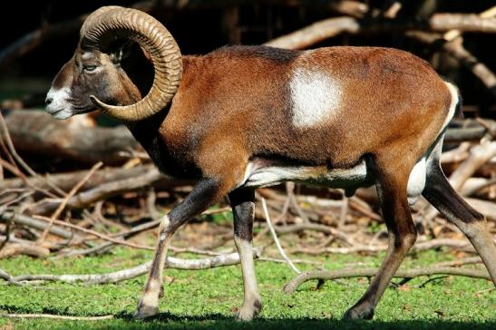 Europäischer Mufflon - Ovis gmelini musimon Wildpark Alte Fasanerie Klein Auheim 2015