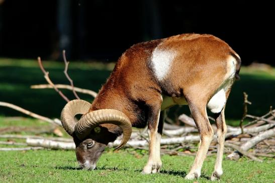 Europäischer Mufflon - Ovis gmelini musimon Wildpark Alte Fasanerie Klein Auheim 2015