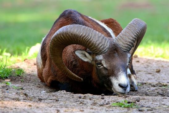 Europäischer Mufflon - Ovis gmelini musimon Wildpark Alte Fasanerie Klein Auheim 2015