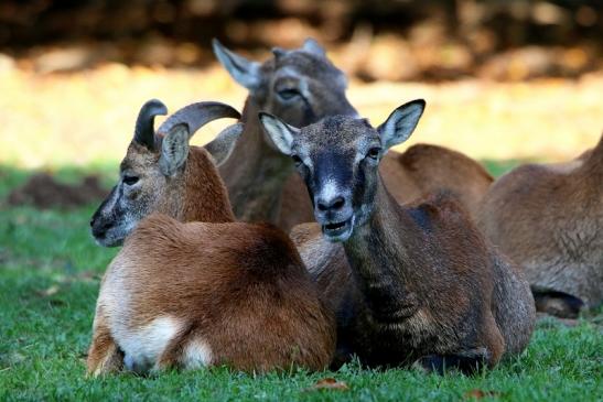 Europäischer Mufflon - Ovis gmelini musimon Wildpark Alte Fasanerie Klein Auheim 2015