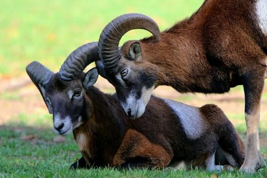 Europäischer Mufflon - Ovis gmelini musimon Wildpark Alte Fasanerie Klein Auheim 2015