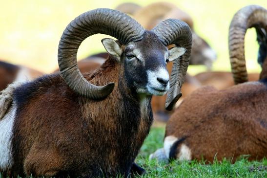 Europäischer Mufflon - Ovis gmelini musimon Wildpark Alte Fasanerie Klein Auheim 2015