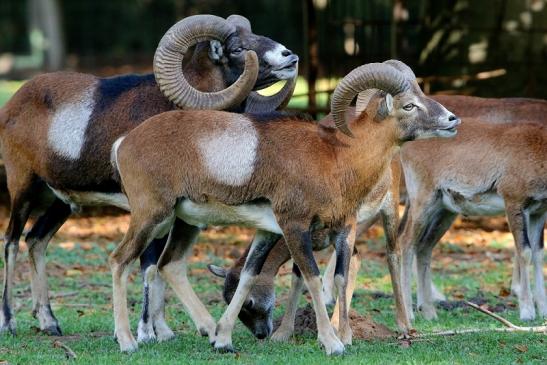 Europäischer Mufflon - Ovis gmelini musimon Wildpark Alte Fasanerie Klein Auheim 2015