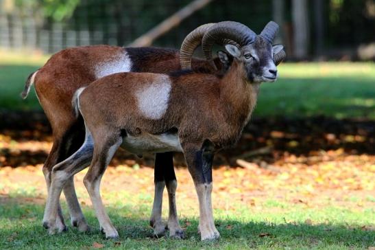 Europäischer Mufflon - Ovis gmelini musimon Wildpark Alte Fasanerie Klein Auheim 2015