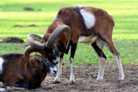 Europäischer Mufflon - Ovis gmelini musimon Wildpark Alte Fasanerie Klein Auheim 2015