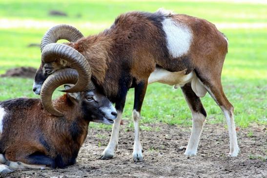 Europäischer Mufflon - Ovis gmelini musimon Wildpark Alte Fasanerie Klein Auheim 2015