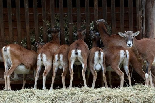 Europäischer Mufflon - Ovis gmelini musimon Wildpark Alte Fasanerie Klein Auheim 2015