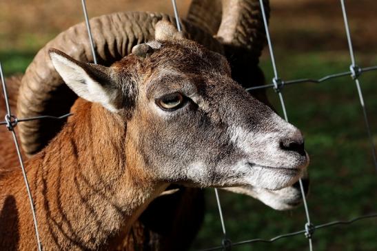 Europäischer Mufflon - Ovis gmelini musimon Wildpark Alte Fasanerie Klein Auheim 2015