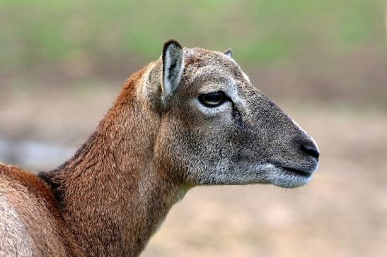 Europäischer Mufflon - Ovis gmelini musimon Wildpark Alte Fasanerie Klein Auheim 2015