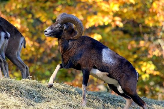 Europäischer Mufflon - Ovis gmelini musimon Wildpark Alte Fasanerie Klein Auheim 2015